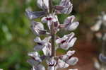 Lady lupine